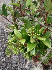 Metrosideros albiflora