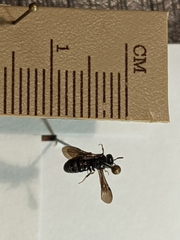 Protandrena fraterculus