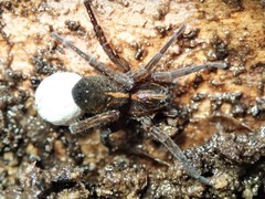 Artoriinae