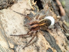 Artoriinae
