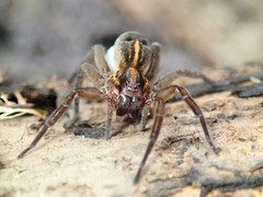 Artoriinae