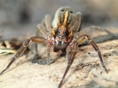 Artoriinae