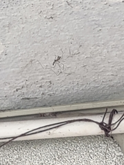 Pholcus phalangioides