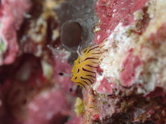 Halgerda willeyi