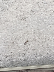 Pholcus phalangioides