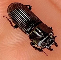Figulus binodulus