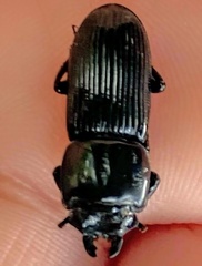 Figulus binodulus