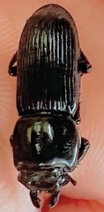 Figulus binodulus
