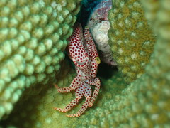 Trapezia rufopunctata