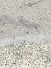 Pholcus phalangioides