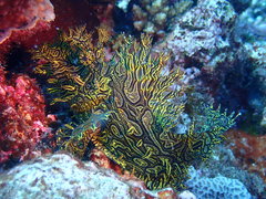 Lacy Scorpionfish photo 1