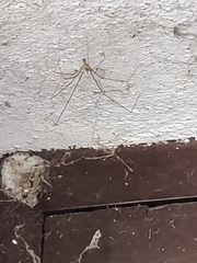 Pholcus phalangioides