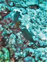 Canthigaster papua