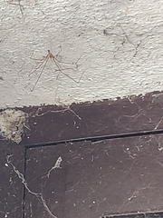 Pholcus phalangioides