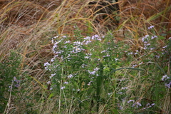 Symphyotrichum elliottii