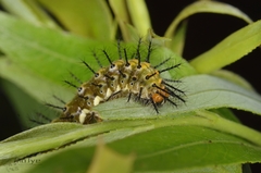 Phalanta phalantha