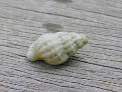 Cymatiella