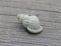 Cymatiella
