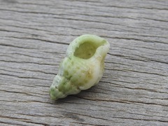 Cymatiella