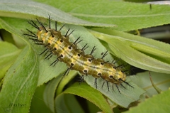 Phalanta phalantha