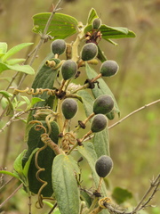 Passiflora bogotensis