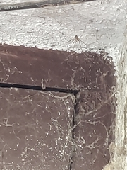 Pholcus phalangioides