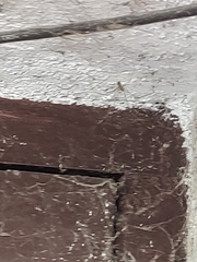 Pholcus phalangioides