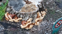Ganoderma sessile