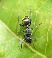 Polyrhachis mjobergi