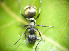 Polyrhachis mjobergi