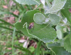 Dysdercus nigrofasciatus