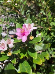 Rhodomyrtus tomentosa