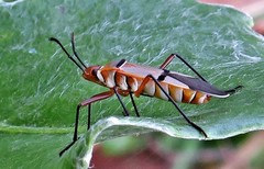 Dysdercus nigrofasciatus