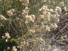 Baccharis thesioides