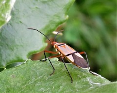Dysdercus nigrofasciatus