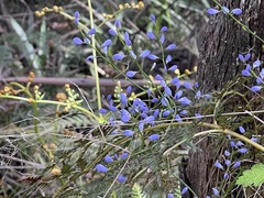 Comesperma volubile