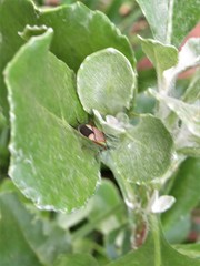 Dysdercus nigrofasciatus