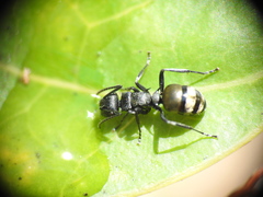 Polyrhachis mjobergi