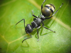 Polyrhachis mjobergi