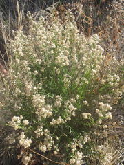Baccharis thesioides