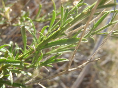 Baccharis thesioides