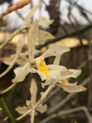 Epidendrum bracteolatum