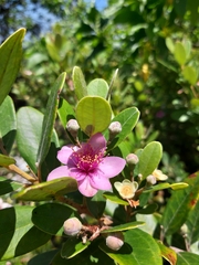 Rhodomyrtus tomentosa