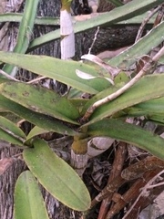 Epidendrum bracteolatum