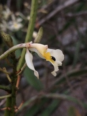 Epidendrum bracteolatum