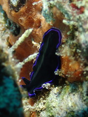 Pseudoceros caeruleocinctus