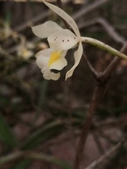 Epidendrum bracteolatum