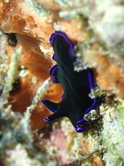 Pseudoceros caeruleocinctus