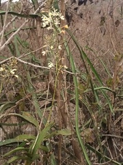 Epidendrum bracteolatum