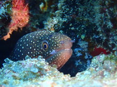 Gymnothorax meleagris